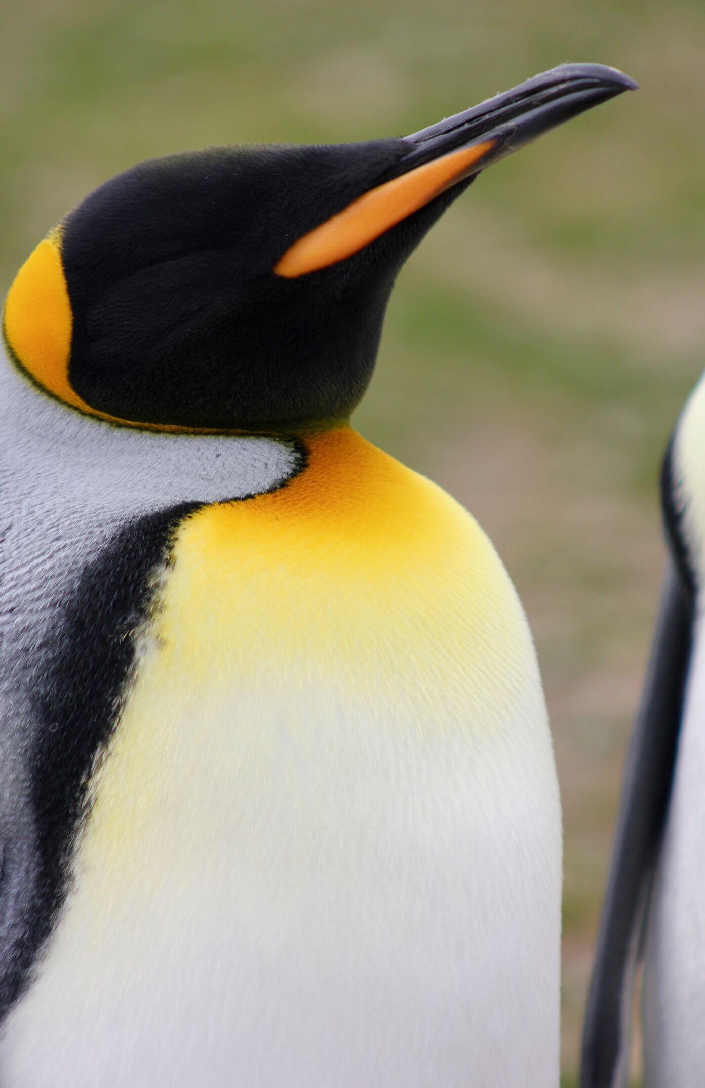 Volunteer Point Penguin Tours | Jimmy Curtis Touring | Falkland Islands