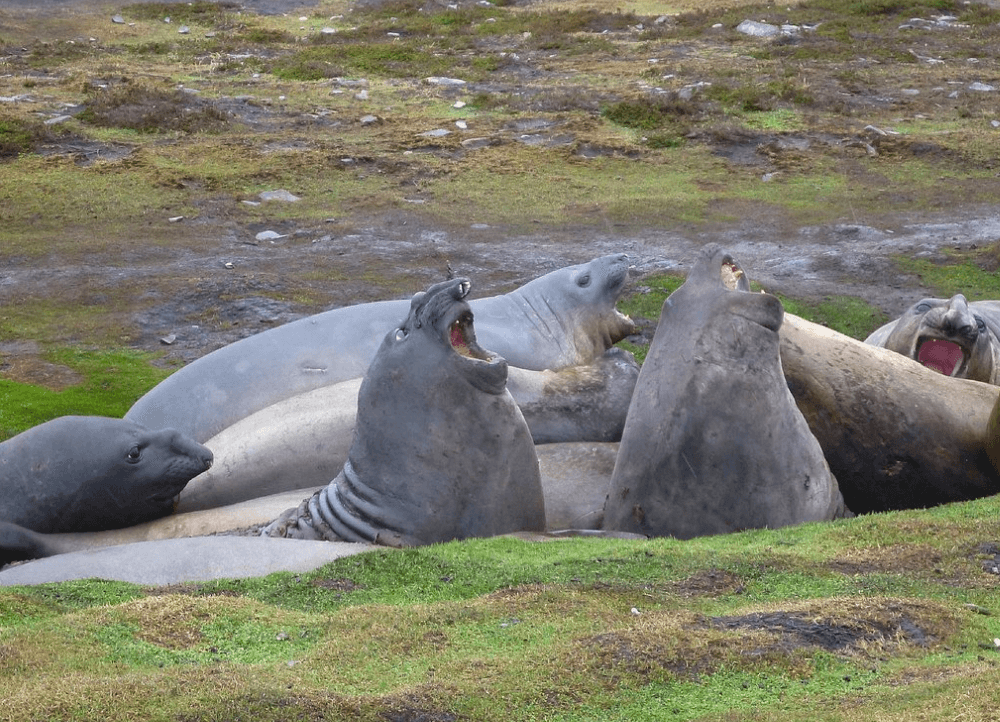 Whale Point Ras Whale Point Elephant Seal Tours Falkland Islands - Jimmy Curtis Touring